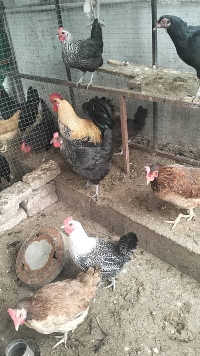 Desi, Luman Brown & Australorp