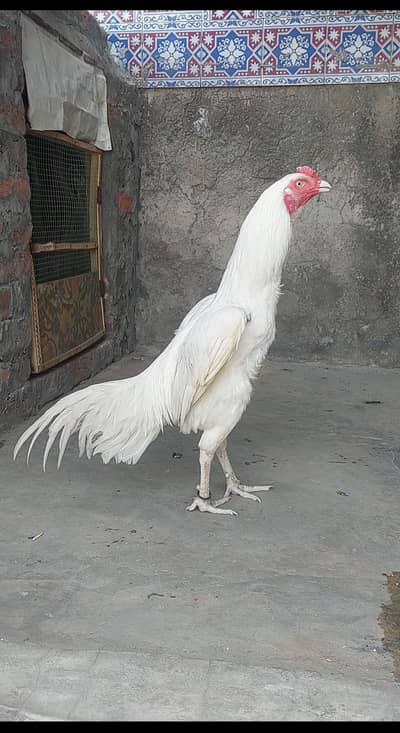 Mianwali Heera Aseel Pair