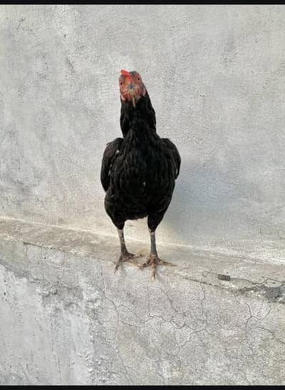 murgi for sale