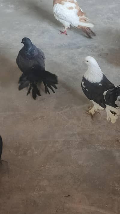 lucky pair available hy