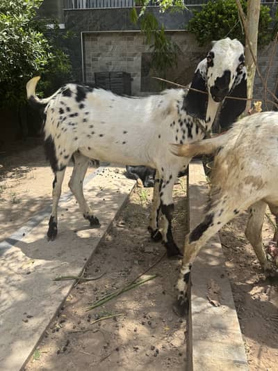 2 goats desi