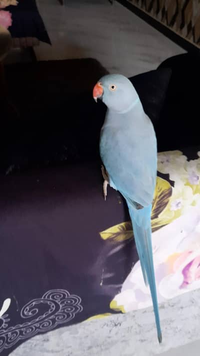 Blue Female ringneck parrot