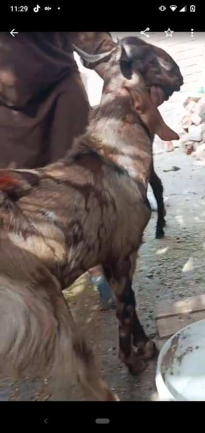 dasi bakri 2dant