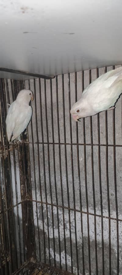 Decno albino pair age 1 year breeding pair DNA  approved
