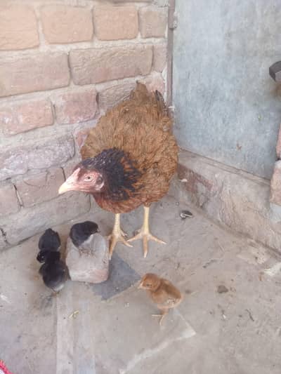 Fresh babaies and young hen Aseel shamo
