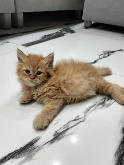 kitten for sale
