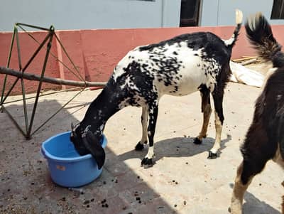 bakri doodh wali