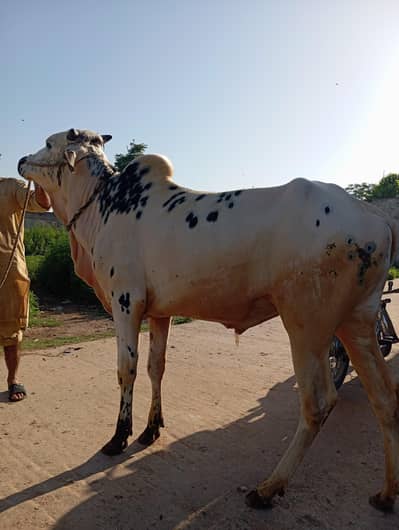 pure desi home breed wachy 2 dant