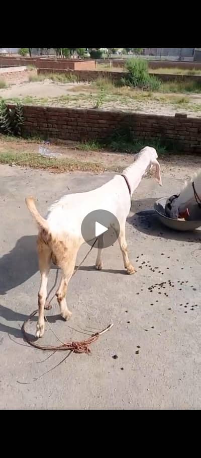 qurbani k liye