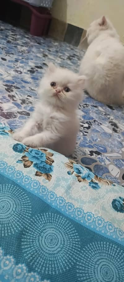 Persian kittens