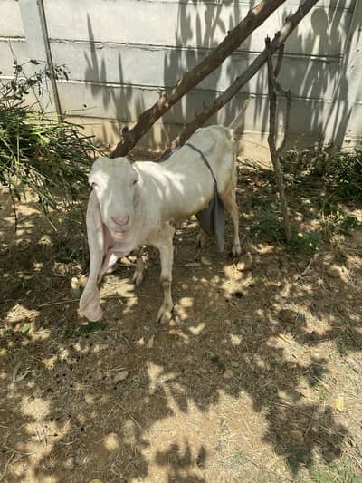 Gulabi nasal goat