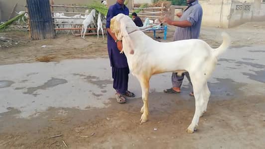 Qurbani ke liye Bakra For Sale/ 03102729869
