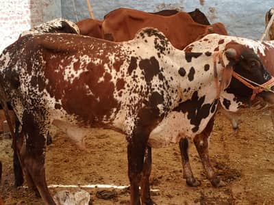 Heavy wiehted Donday wachay for sale