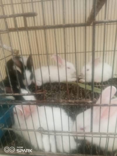 Rabbit for sale