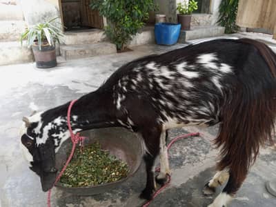 dundi bakri for sale