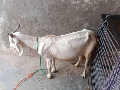 sasti qurbani sirf 45000 me 03006692738 cal or whatsapp