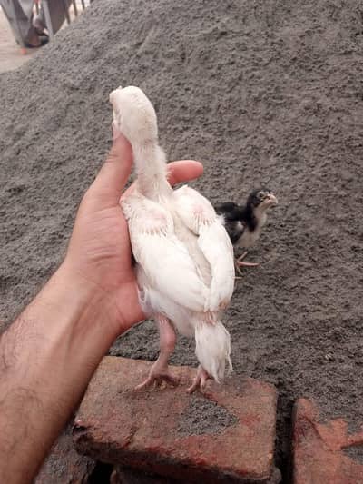 Heera Aseel chicks / pure quality aseel / aseel / Heera / Chuzy