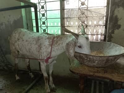 QURBANI BAKRA (DONDA) FOR SALE