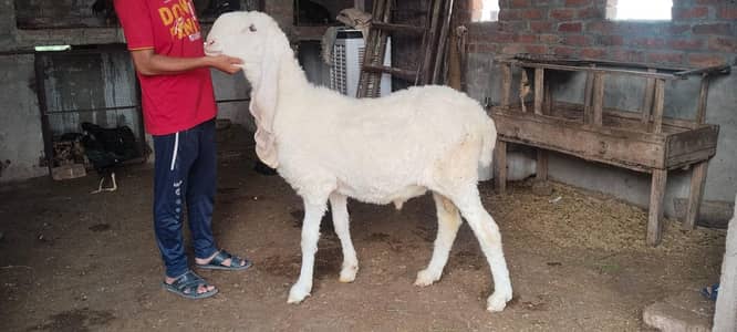bakra || qurbani 2026 || top quality || chatra