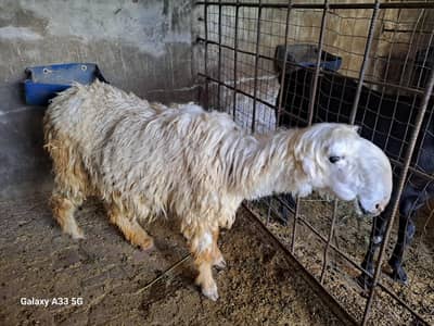 Mundri female with 2 male kids for sale