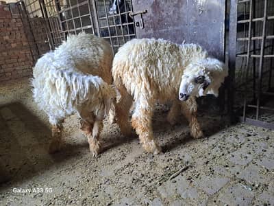 kajla and mundra mix male sheep for sale