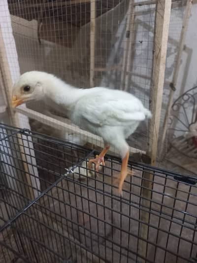 Top Quality White OH Shamo Chicks 2000 Each Chick  ( Final Price )