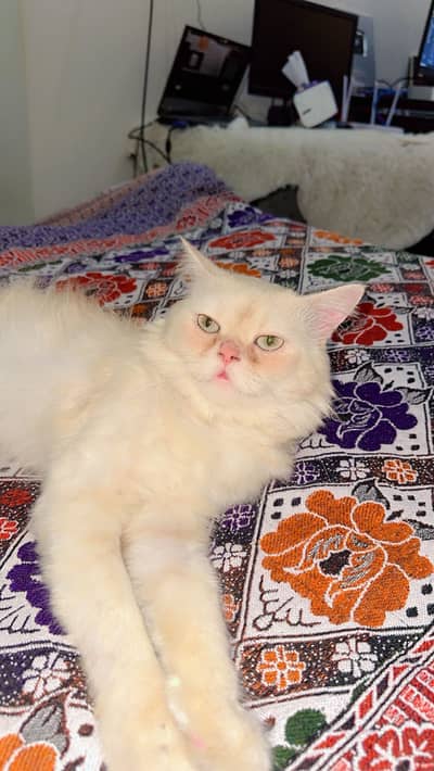 My Beautiful male cat ,colour white ,Adult