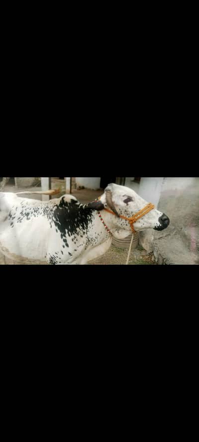 Desi cow gar ki palli hoi Qurbani k liay best