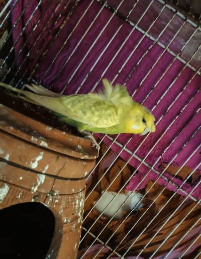 Hogo & Love Birds