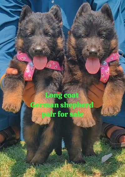 top quality German shepherd proper long coat puppies available