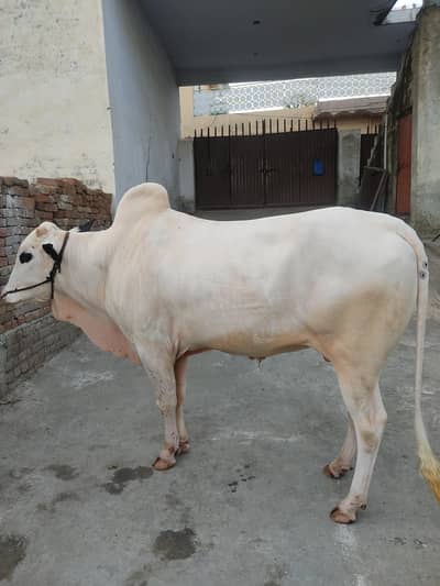 Fateh Jangi