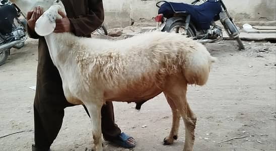 Sheep (dumba)