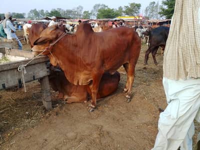 Cow for Qurbani 2026