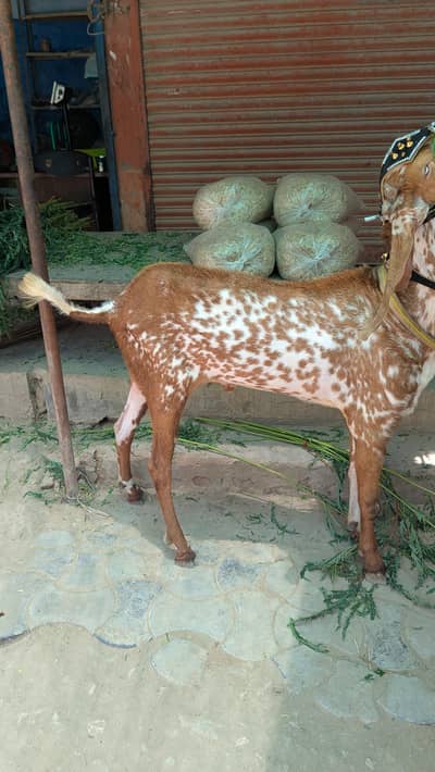makka chini breeder