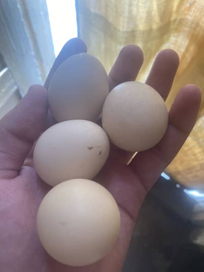 hera aseel egg