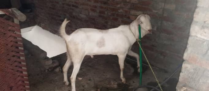 Desi goat | Goat | bakra | sheep | Breader | khasi | bakry | بکرا