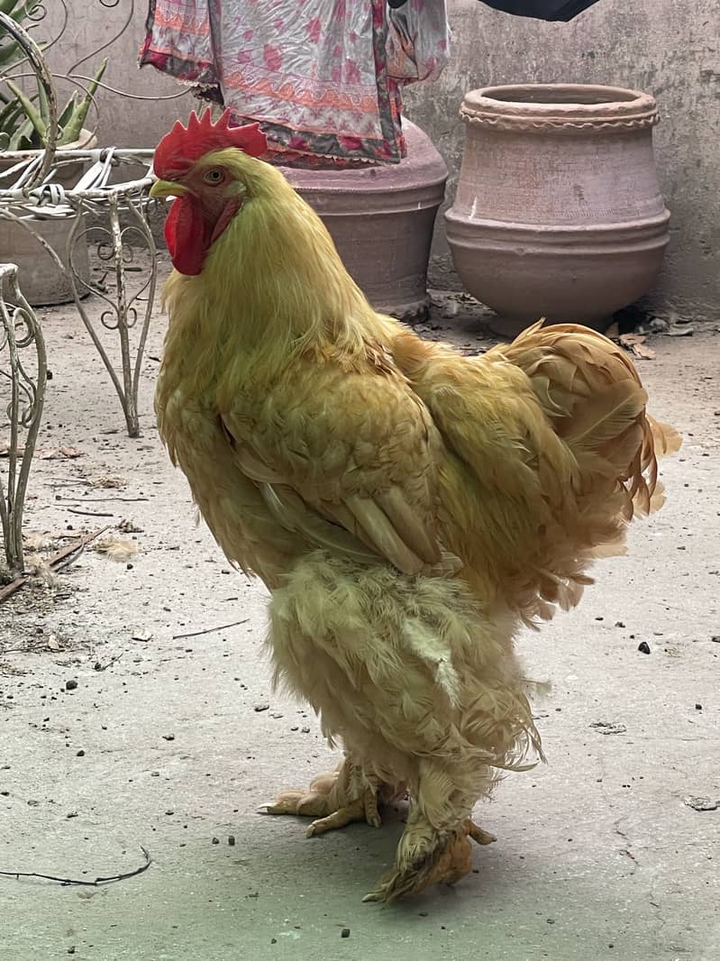 Ready birder 3