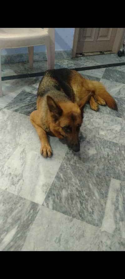 Breeder . pedigree Female. . all history Available