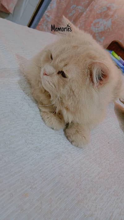 Persian male cat  for sale