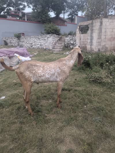 Makhi Cheeni Bakra for Sale