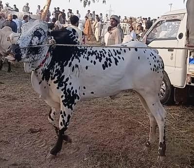 fata jange ball donda