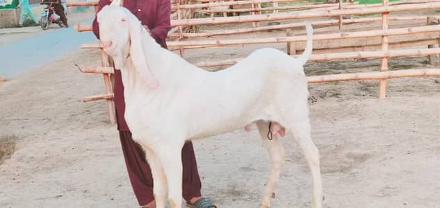 Gulabi Bakra Qurbani ke liye Bakra For Sale _ 03102729869