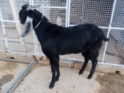 donda Bakra for sale