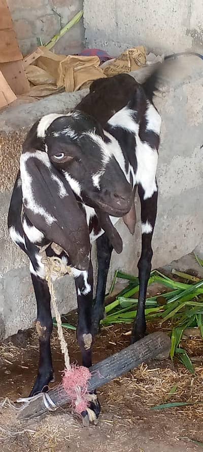 Bakri and Bachi Qurbani Sale