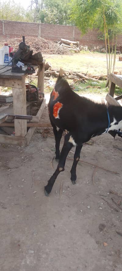 Bakra For Salee