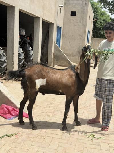 Heavy Breeder bakra  available for qurbani