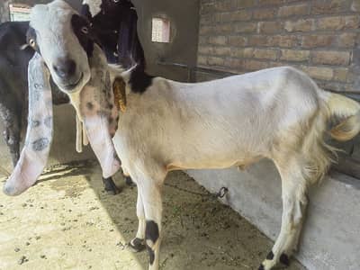 Bakra for sale