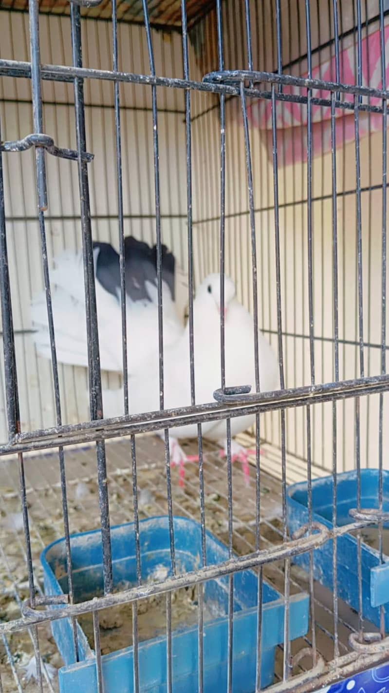 breeder pair 3