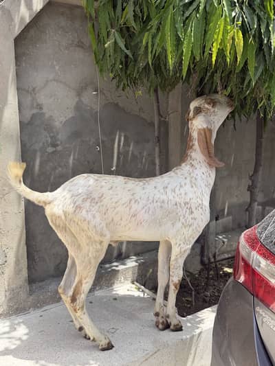 Qurbani bakra eid 2026