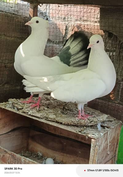 Laka pigeon Breeder pair Ayam cemani and molted chochin bantom